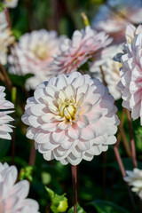 white dahlia Silver Years with pink glow on the leaves © H.A.Colijn