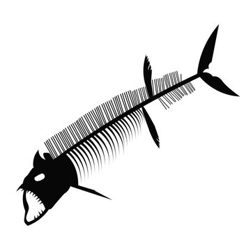 Xiphactinus, Fossil Fish