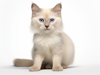 Cat in pose on white background