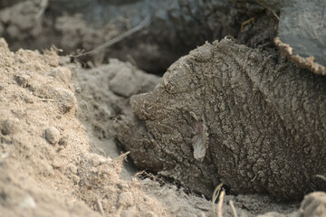 Snapping turtle