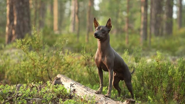 Sleek Mexican Hairless Dog stands alert in forest clearing, nature's serenity around. Pet in forest 