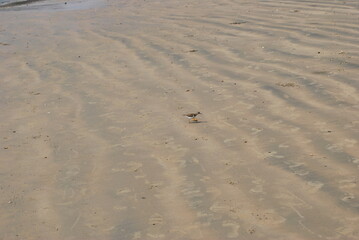 A smart bird is waiting for the wave to leave to eat crabs. South India