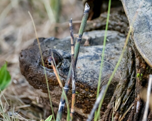 Snapping turtle