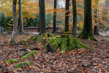 Herbst Farben Wald Stimmung lebhaft Freude