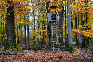 Herbst Farben Wald Stimmung lebhaft Freude