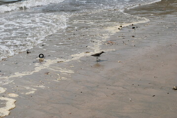 A smart bird is waiting for the wave to leave to eat crabs. South India
