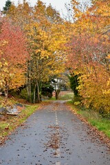 Naklejka premium Fall seasonal autumn leaf colour in nature garden settings