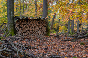 Herbst Farben Wald Stimmung lebhaft Freude