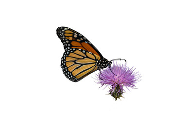 Monarch Butterfly (Danaus plexippus) Photo, on a Transparent Background, Feeding on Arizona Thistle