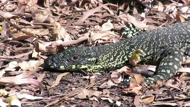 Monitor Lizard in the Queensland forest, Australia
