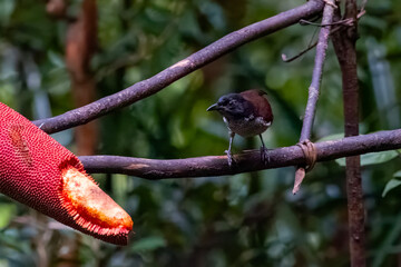 Female Vogelkop Lophorina or Lophorina niedda is a species of bird in the family Paradisaeidae. It is endemic to the Bird's Head Peninsula in New Guinea