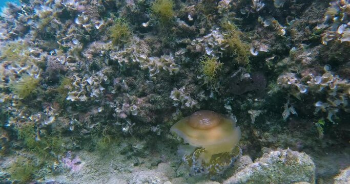 Video of a fried egg jellyfish in the sea near Pula in Istria in summer