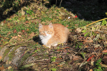 Naklejka na ściany i meble Red cat sitting on the grass in the shade of tree