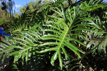 Beleza Tropical: Folhas de Costela de Adão