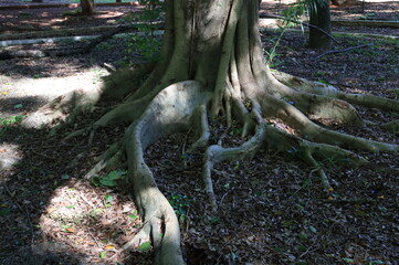 
tree roots in their most different shapes and forms