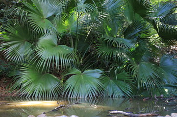 Palmeira leque licuala grandis arecaceae em detalhe para jardins sob o sol da manhã
