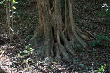 
tree roots in their most different shapes and forms