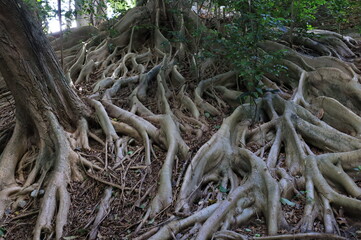 
tree roots in their most different shapes and forms