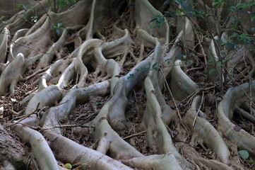 
tree roots in their most different shapes and forms