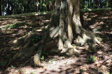 
tree roots in their most different shapes and forms
