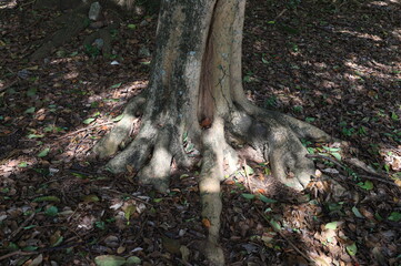 
tree roots in their most different shapes and forms