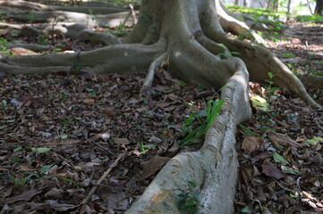 
tree roots in their most different shapes and forms