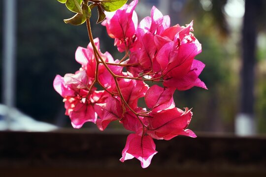Close-up of vibrant Bougainvillea spectabilis flowers growing outdoors