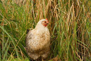 Biała kura w trawie | White hen in grass