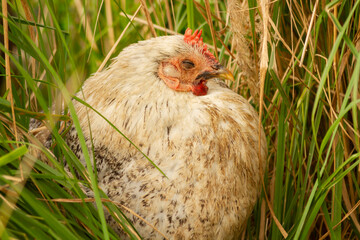 Biała kura śpiąca w trawie | White sleeping hen in grass