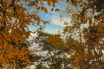 jesienią, opad, bory, feuille, drzew, charakter, 