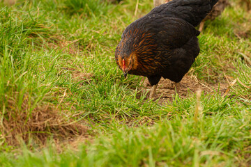 Czarna kura szukająca pożywienia | A black hen looking for food - obrazy, fototapety, plakaty