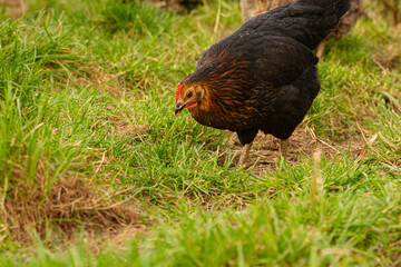 Czarna kura szukająca pożywienia | A black hen looking for food