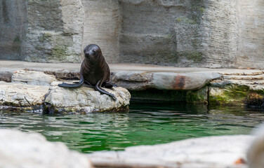 A sea lion stands on a stone by the water.