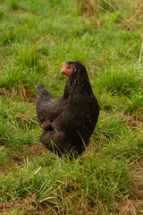 Czarna kura na tle trawy | Black hen on the grass