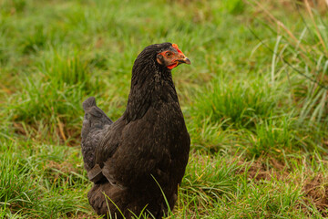 Czarna kura na tle trawy | Black hen on the grass - obrazy, fototapety, plakaty