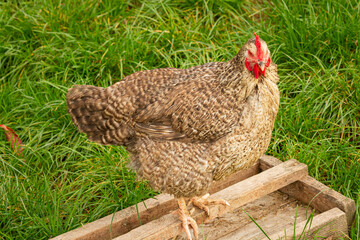 A hen waiting for feed and sitting on the feeder  | Kura czekająca na paszę siedząc na karmniku