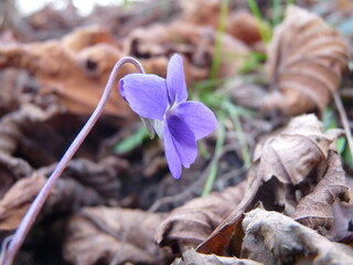 Violet flower in autumn leaves 