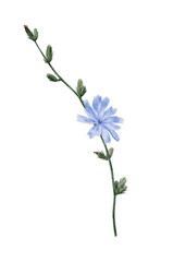 Fototapeta na wymiar Blooming chicory. Watercolor illustration of branch with buds and flower. Hand drawn blue hendibeh on isolated background. Edible plant in vintage style. 