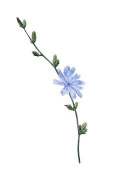 Blooming chicory. Watercolor illustration of branch with buds and flower. Hand drawn blue hendibeh on isolated background. Edible plant in vintage style. 