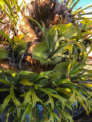 Fototapeta premium Staghorn fern closeup
