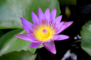 Purple lotus flowers blooming in the garden are natural.