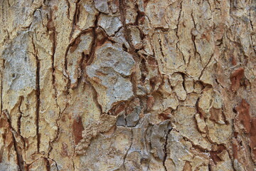 Tree bark background texture.It large tree trunk in the forest.