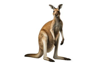 Kangaroo isolated on transparent background. Concept of animals.