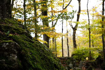 A large boulder covered in moss in the foreground and trees with beautiful yellow autumn leaves in...