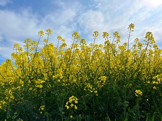 Canola rapeseed yellow flowers field. 