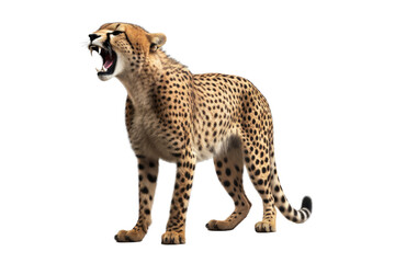 Cheetah isolated on transparent background. Concept of animals
