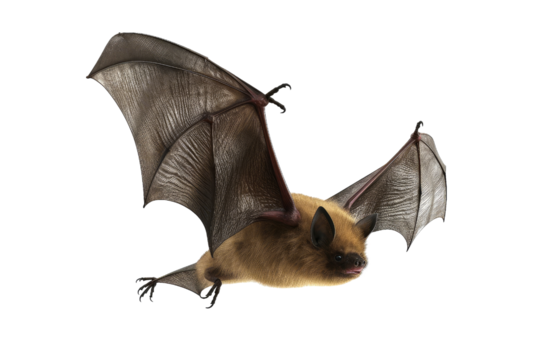 Bat isolated on transparent background. Concept of animals.