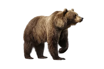 Fototapeten Bear isolated on transparent background. Concept of animals. © The Imaginary Stock