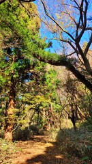 a path through a forest, a woodland path, forest, lane, trail