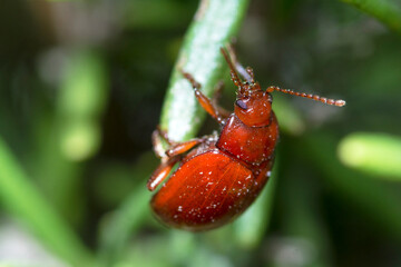 Leaf Beetle on Rosemary plant, Chrysolina Blanchei